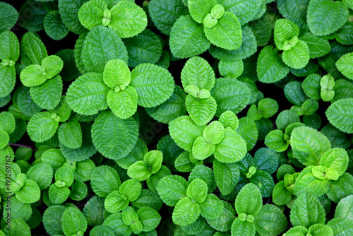 Top view of round green leaves