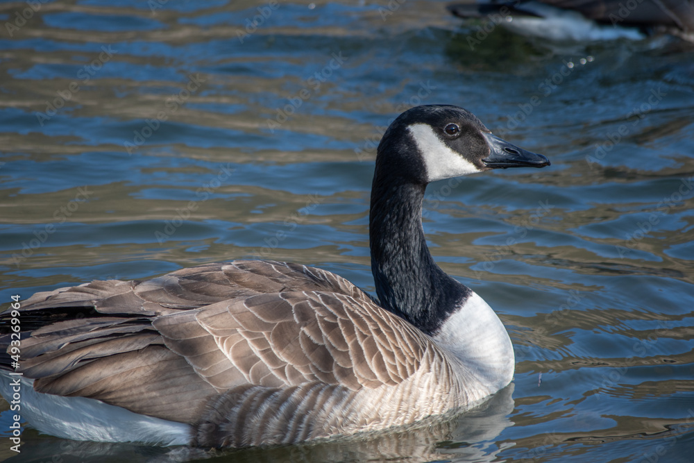 A Canada goose on the Moselle A Canada goose on the Moselle