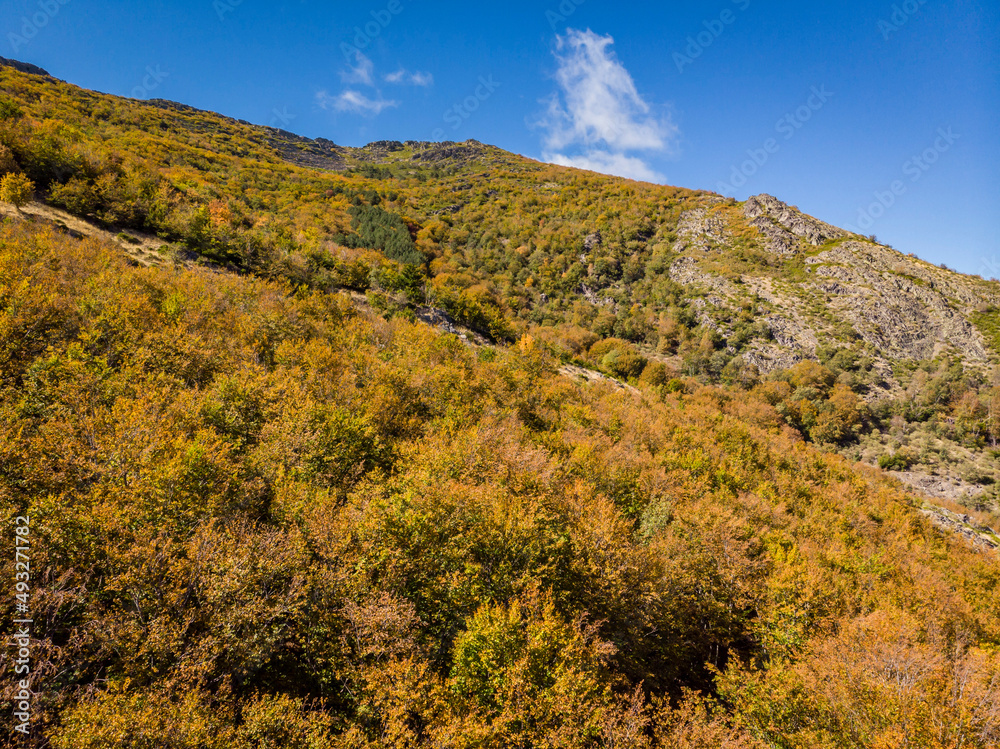beech of Tejera Negra, Sierra Norte de Guadalajara Natural Park, Cantalojas, Guadalajara, Spain beech of Tejera Negra, Sierra Norte de Guadalajara Natural Park, Cantalojas, Guadalajara, Spain