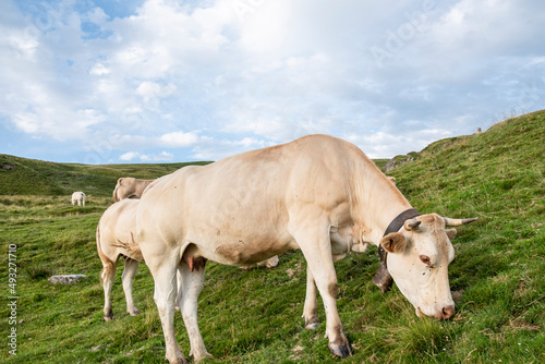 cows in Col Aubisque  Aquitaine  French Pyrenees  France