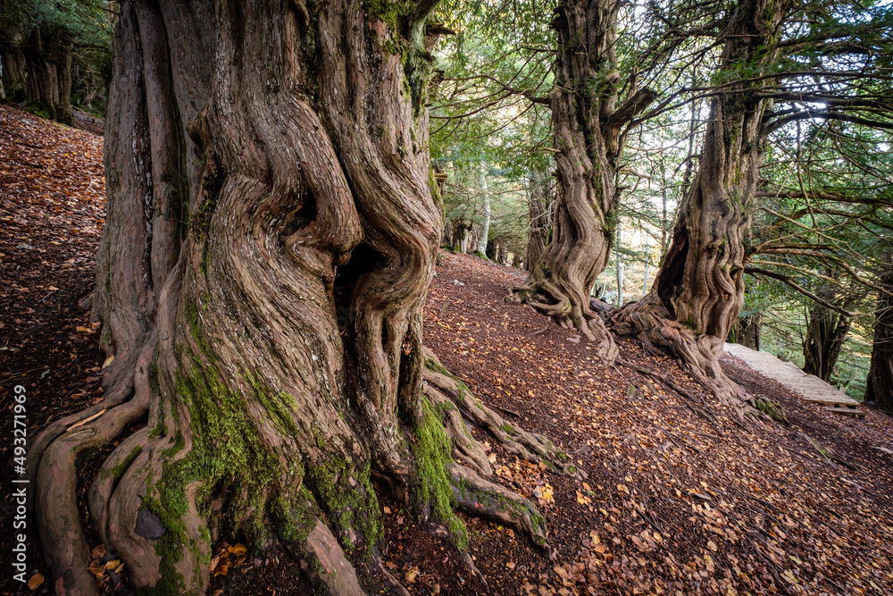 Centennial yews, Tejeda de Tosande. Fuentes Carrionas Natural Park, Fuente Cobre- Palentina Mountain. Palencia, Spain Centennial yews, Tejeda de Tosande. Fuentes Carrionas Natural Park, Fuente Cobre- Palentina Mountain. Palencia, Spain