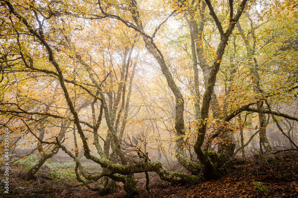 Pardomino Forest, Picos de Europa Regional Park, Boñar, Castilla-Leon, Spain