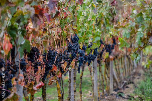 Autumnal vines near Cubillo de Ebro, Valderredible, Cantabria, Spain photo