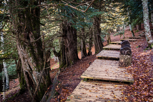 Centennial yews  Tejeda de Tosande. Fuentes Carrionas Natural Park  Fuente Cobre- Palentina Mountain. Palencia   Spain