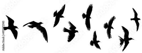 flying birds silhouette isolated vector © zolotons