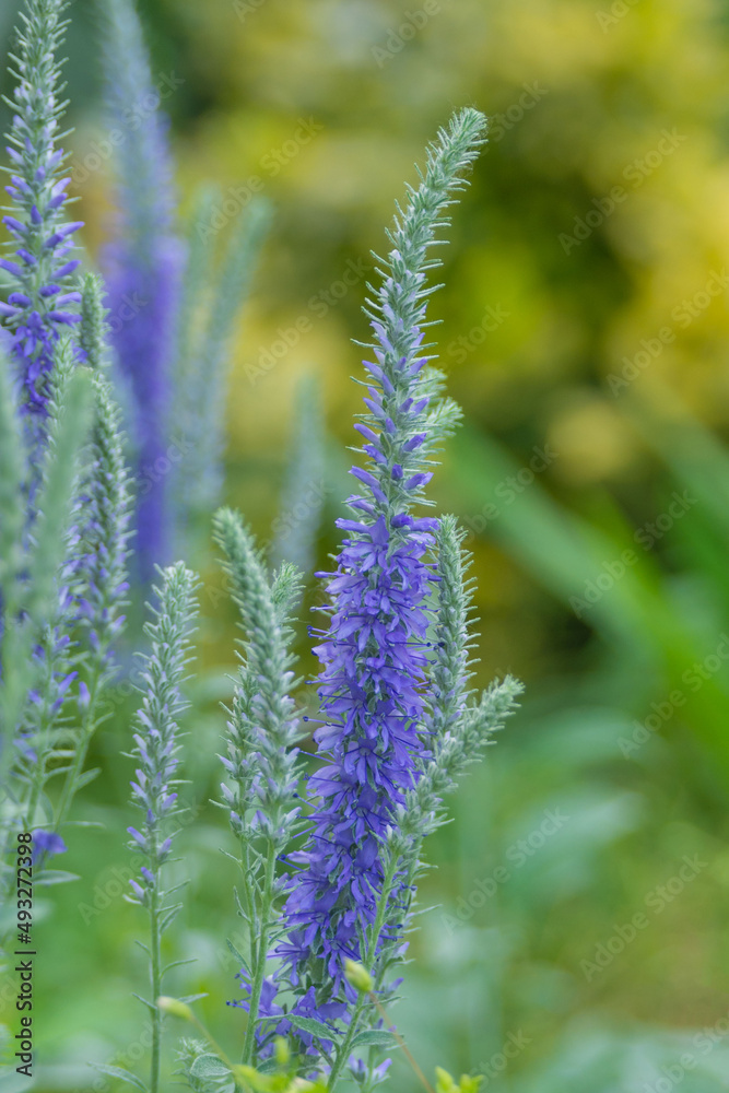 Blue flowers of a beautiful ornamental plant Veronica spicata in a flower bed in a garden.