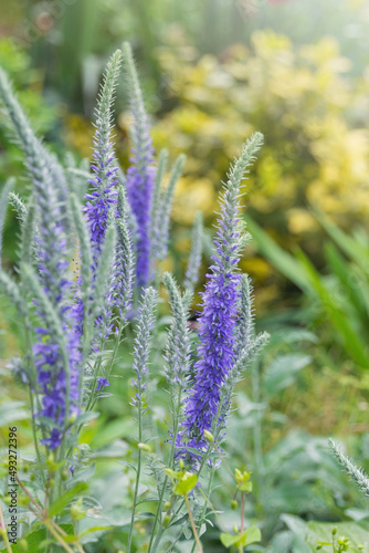 Blue flowers of a beautiful ornamental plant Veronica spicata in a flower bed in a garden. photo