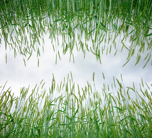 Grüne Getreideähren von unten gesehen