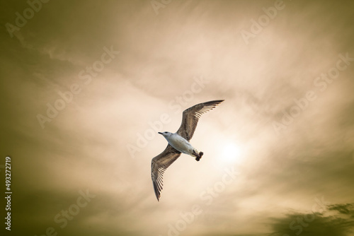 Eine Möwe fliegt im Himmel