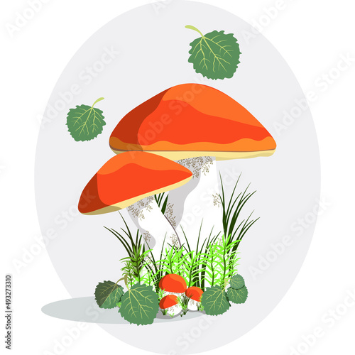 Set orangecap boletus mushrooms vector illustration. Mushrooms isolated stock image photo