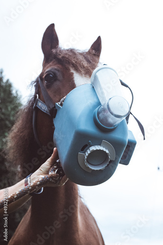 Pony mit Atemwegserkrankung inhaliert