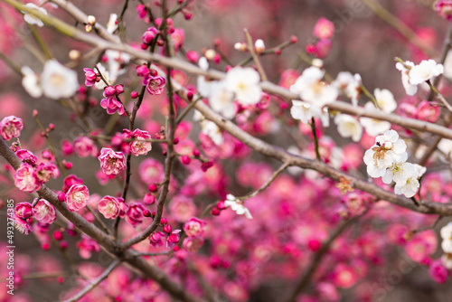 Beautiful floral spring abstract background of nature. Branches of blossoming plum with selective focus. Banner For easter and spring greeting cards with copy space