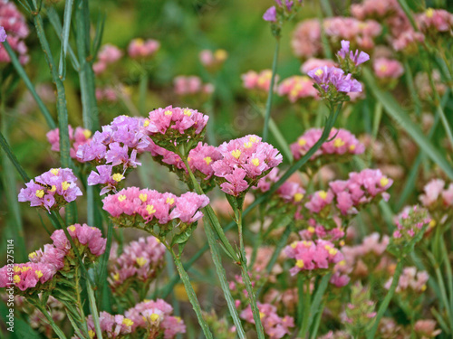 Staticepflanzen (Strandflieder) in pink und lila mit kleinen gelben Blüten. © funnyhill