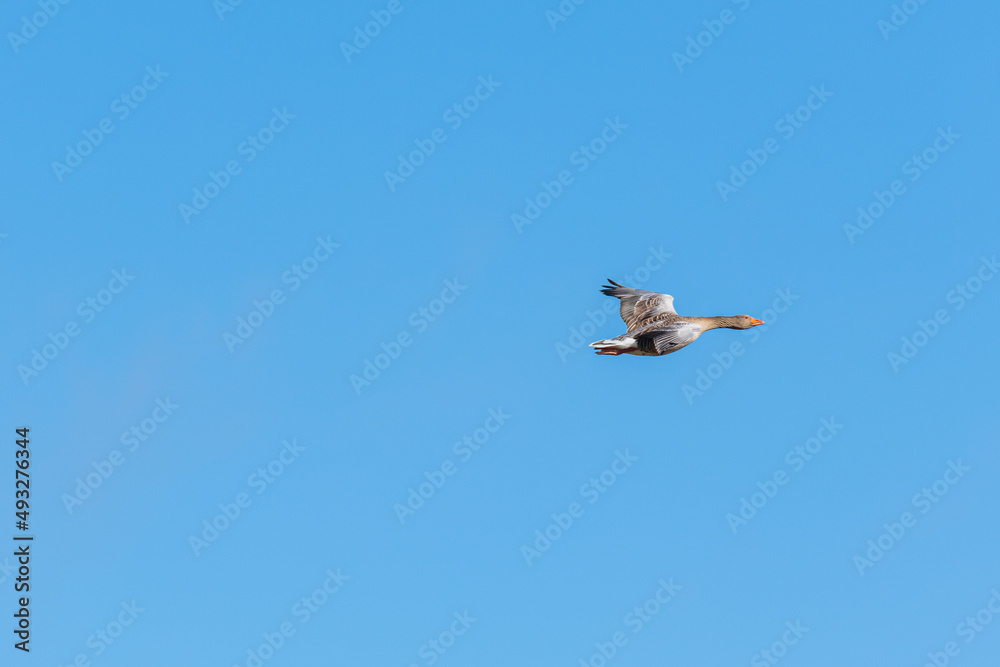 Greylag Goose (Anser anser) flying in air with blue background without clouds Greylag Goose (Anser anser) flying in air with blue background without clouds