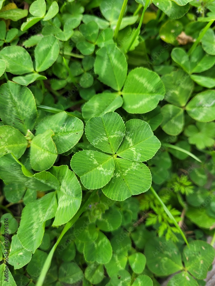green leaves background green leaves background