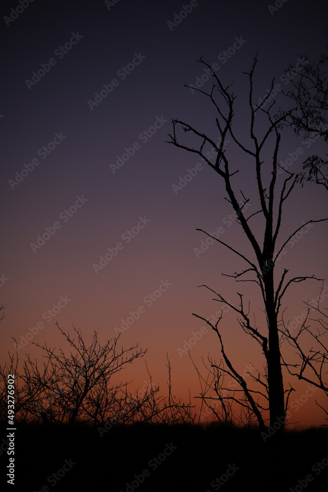 Obraz premium tree silhouette at sunset