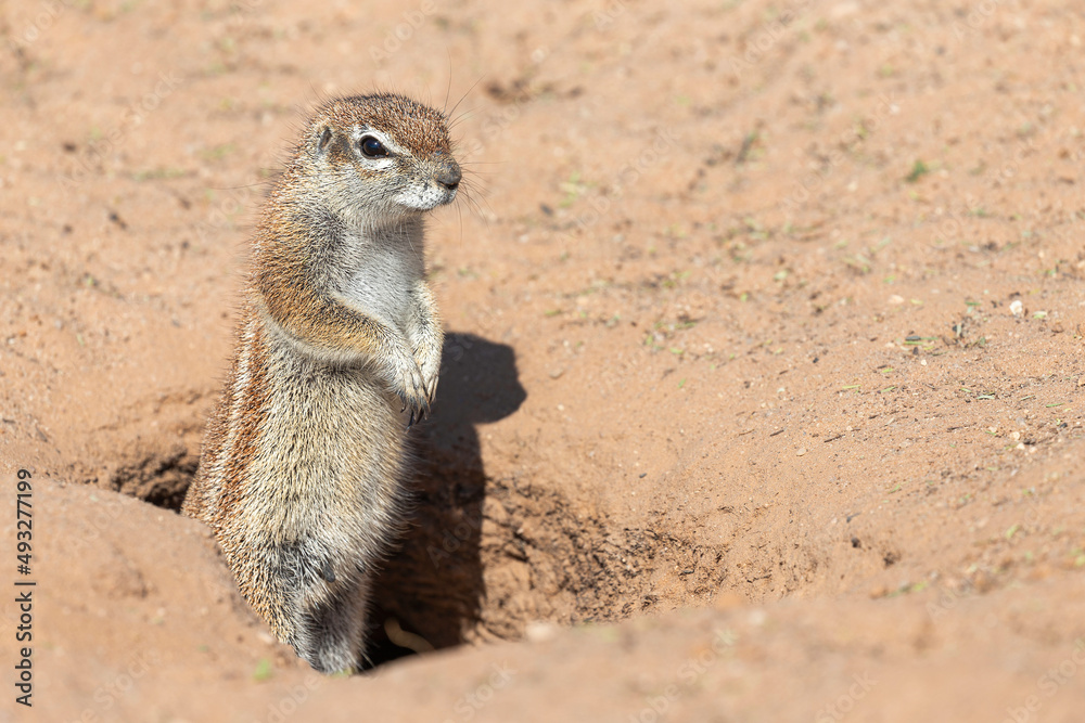 Fototapeta premium Unstriped ground squirrel