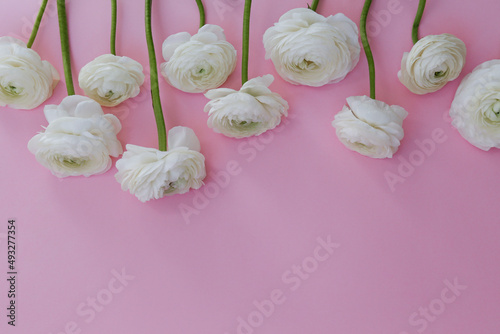 Beautiful tender white ranunculus bouquet laid in a row over isolated pink background. Visible petal structure. Composition with persian buttercups. Top view, close up, copy space, cropped image.