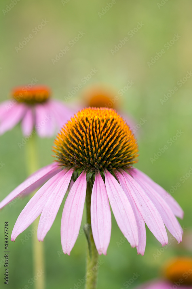 Bright summer flowers, beautiful and saturated shades Bright summer flowers, beautiful and saturated shades
