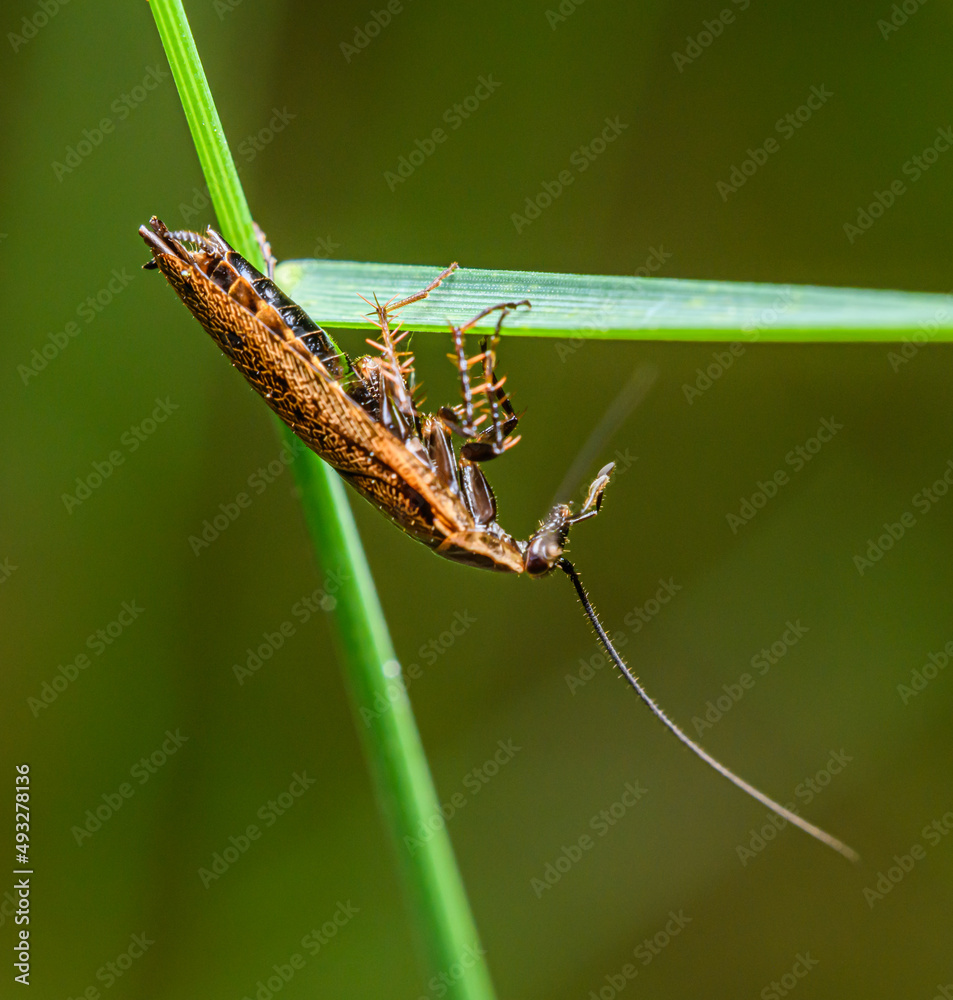 forest cockroach or lesser cockroach (Ectobius sylvestris) on grass forest cockroach or lesser cockroach (Ectobius sylvestris) on grass