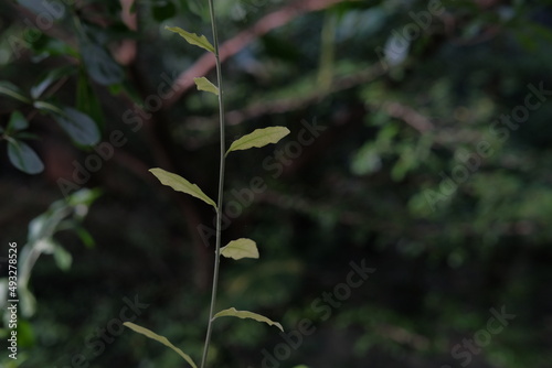 leaves in the forest