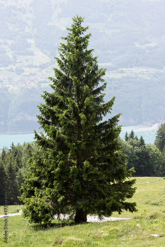 Große alte Tanne in den Alpen