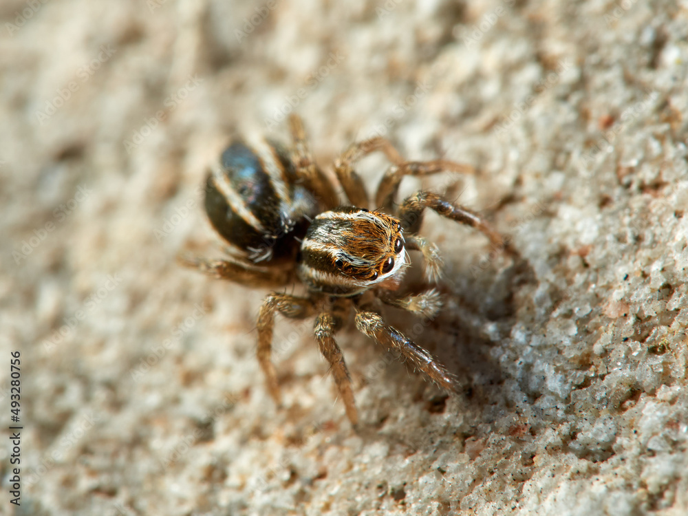 Jumping spider of the genus Phlegra. Jumping spider of the genus Phlegra.