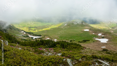 Stormy clouds and mist are covering the mountain peaks and alpine grasslands of Capatanii mountains - Carpathia. Springtime weather. Mountain pine and rhododendron bushes are blooming.