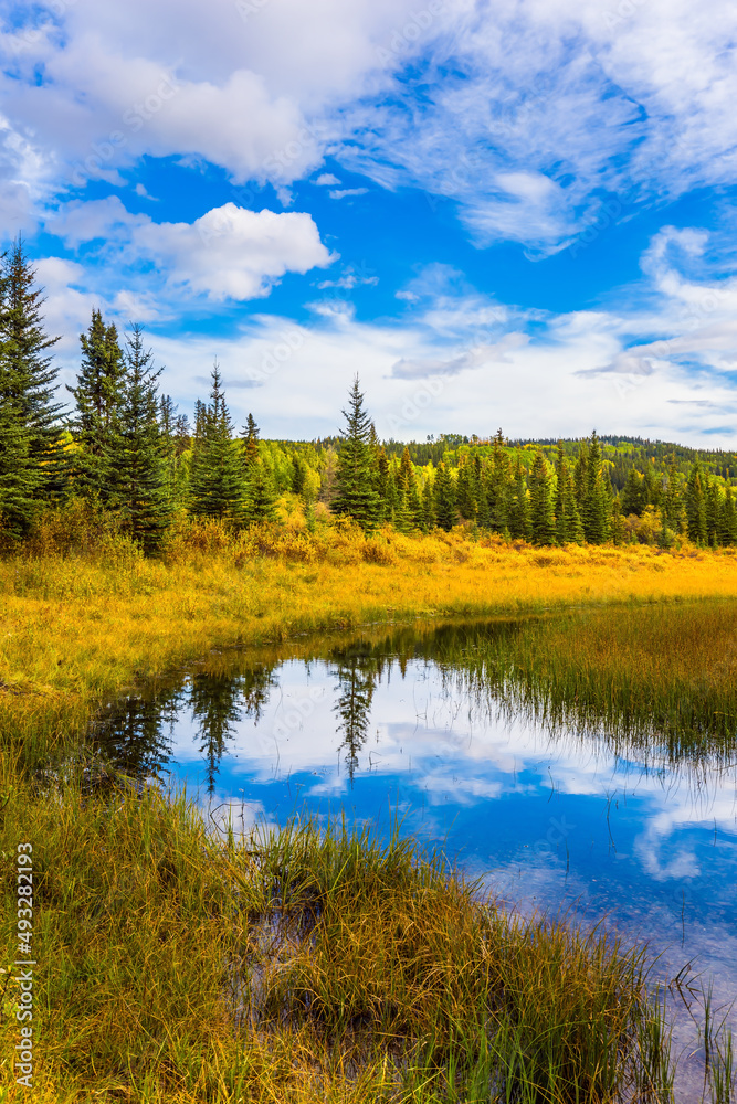 Coniferous trees among wetland