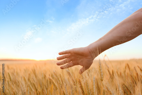 Ukrainian farmer touching spikelets in wheat field