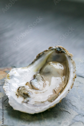 Closeup of Oyster on Metal