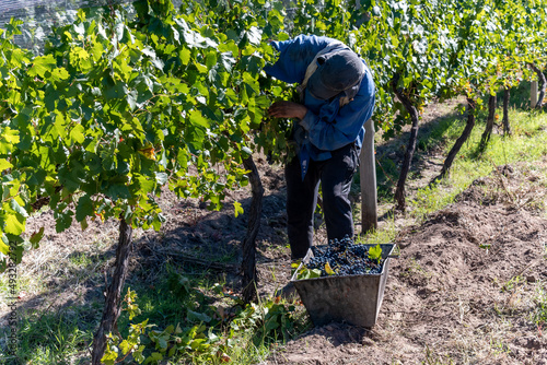 Merloc Sauvignon grape harvester in Mendoza, Argentina.