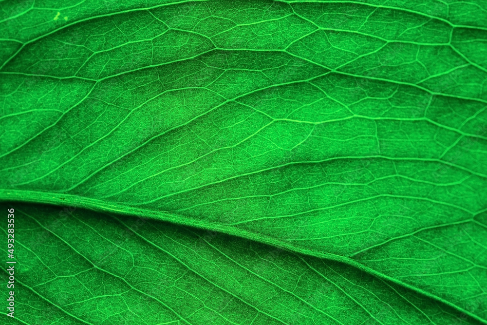 Monstera leaf close-up, sunlight shines through the leaf, selective focus. Background or wallpaper idea Monstera leaf close-up, sunlight shines through the leaf, selective focus. Background or wallpaper idea