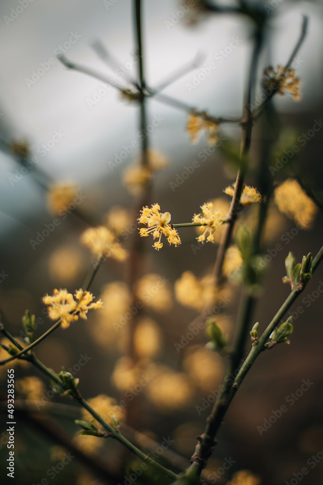 spring spring