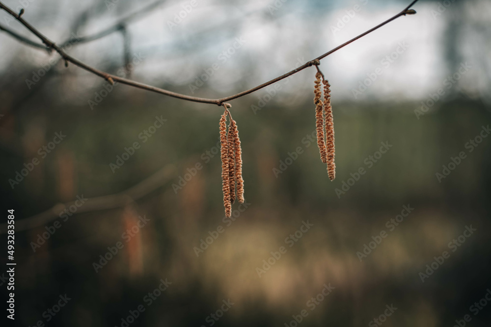 spring spring