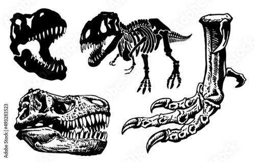 Graphical set of skeletons of dinosaurs isolated on white background,vector illustration