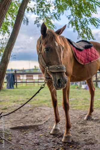 horse and rider on a farm