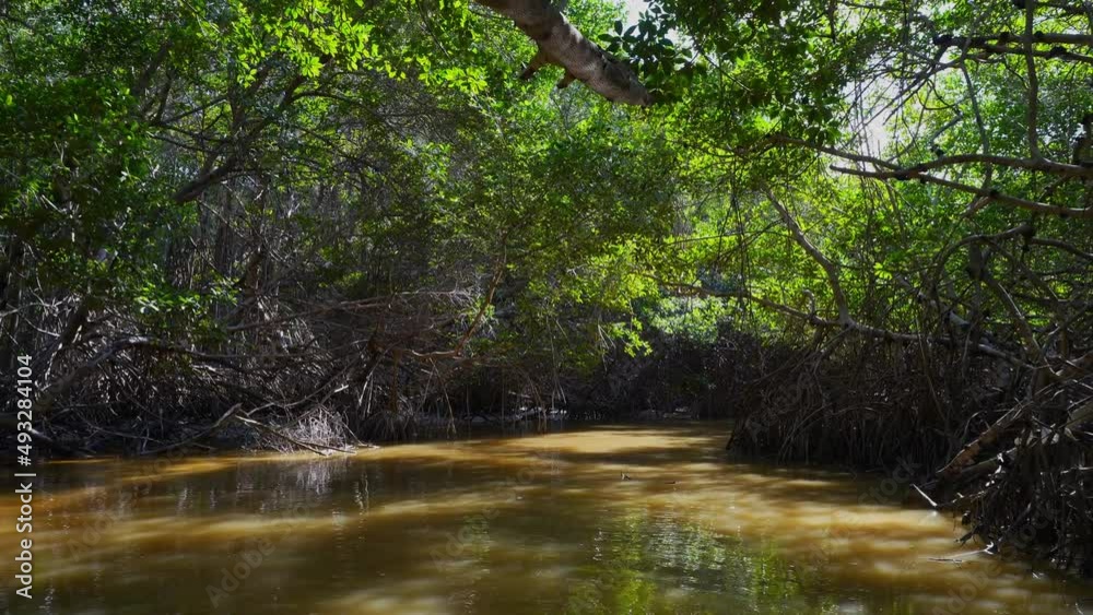Beautiful Mangrove Forest with River Beautiful Mangrove Forest with River