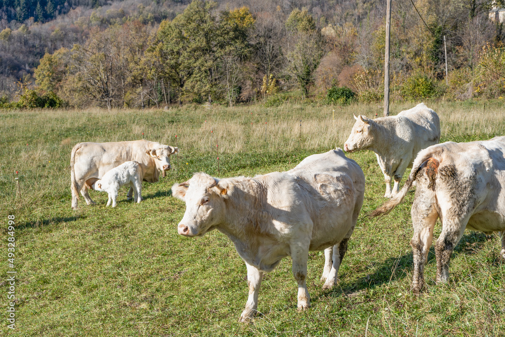 Cows grazing on pasture.White cow natural farm landscape Cows grazing on pasture.White cow natural farm landscape