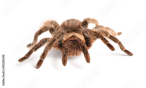 Scary tarantula spider on white background