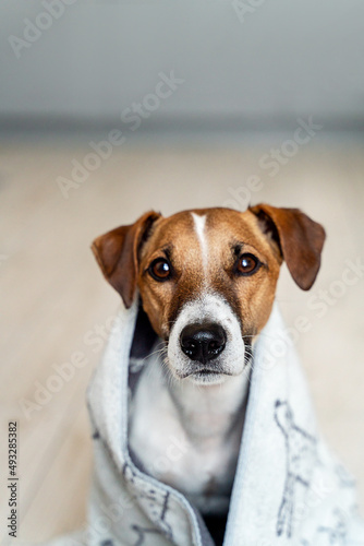 Close-up portrait of a Jack Russell dog in a white towel on a light background. Pet care concept