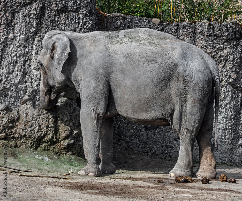 Naklejka premium Asian elephant female in its enclosure. Latin name - Elephas maximus 