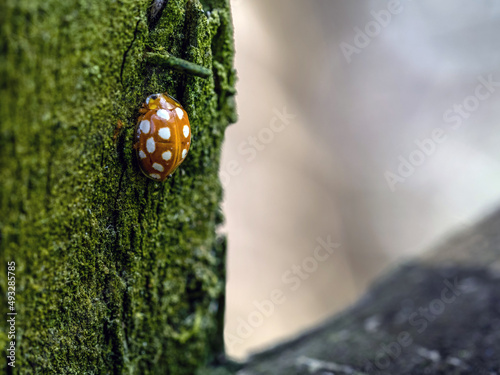 Halyzia sedecimguttata aka orange ladybird sheltering on fencepost in winter - February UK. photo