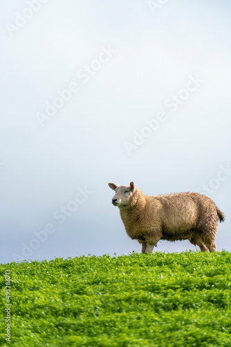 Single sheep standing on the horizon skyline against the sky