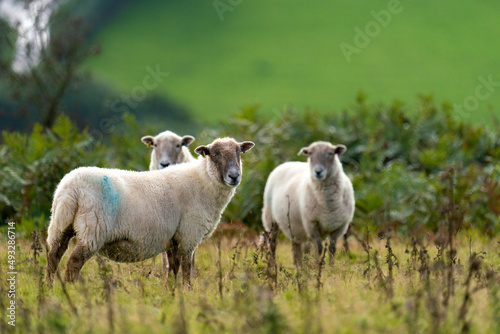 One of three sheep standing and staring at the camera in a rough field