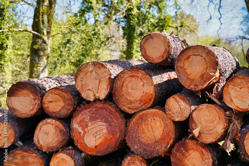 Timber logs piled up in forest