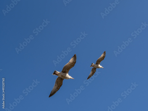 Gulls flying over a blue sky.