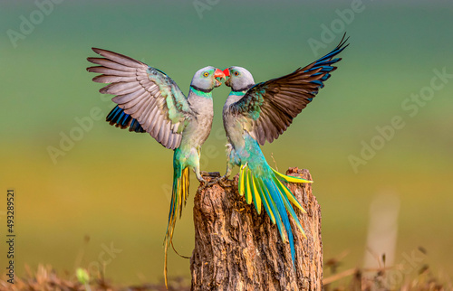 Malabar Parakeets Fototapet
