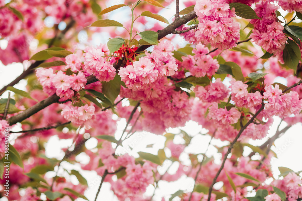 Branches of cherry blossoms. Branches of cherry blossoms.
