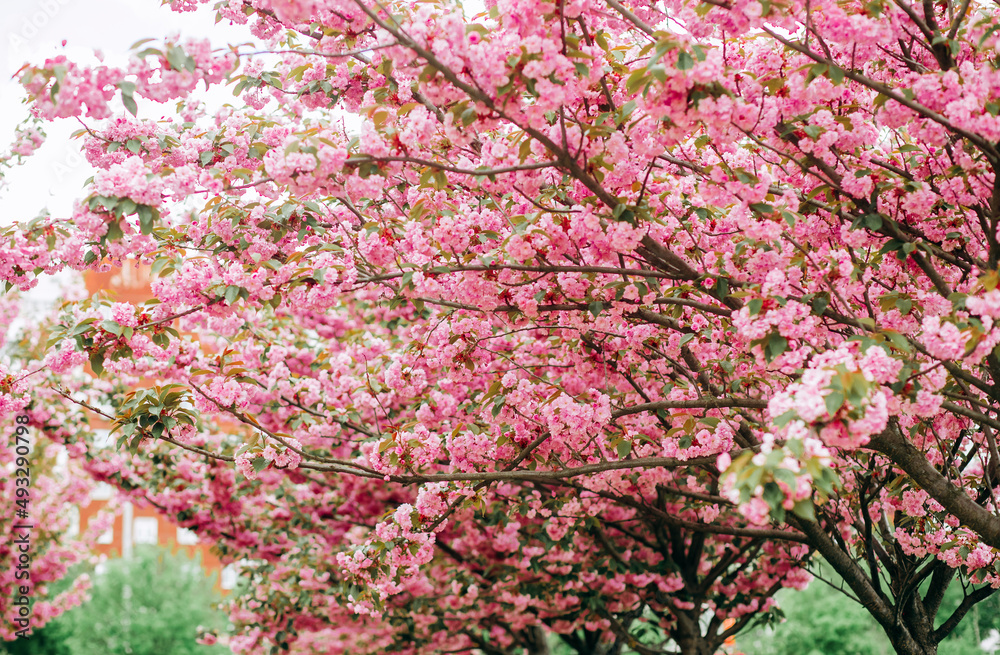 Branches of cherry blossoms. Amazing pink alley of sakura trees in the park. Branches of cherry blossoms. Amazing pink alley of sakura trees in the park.